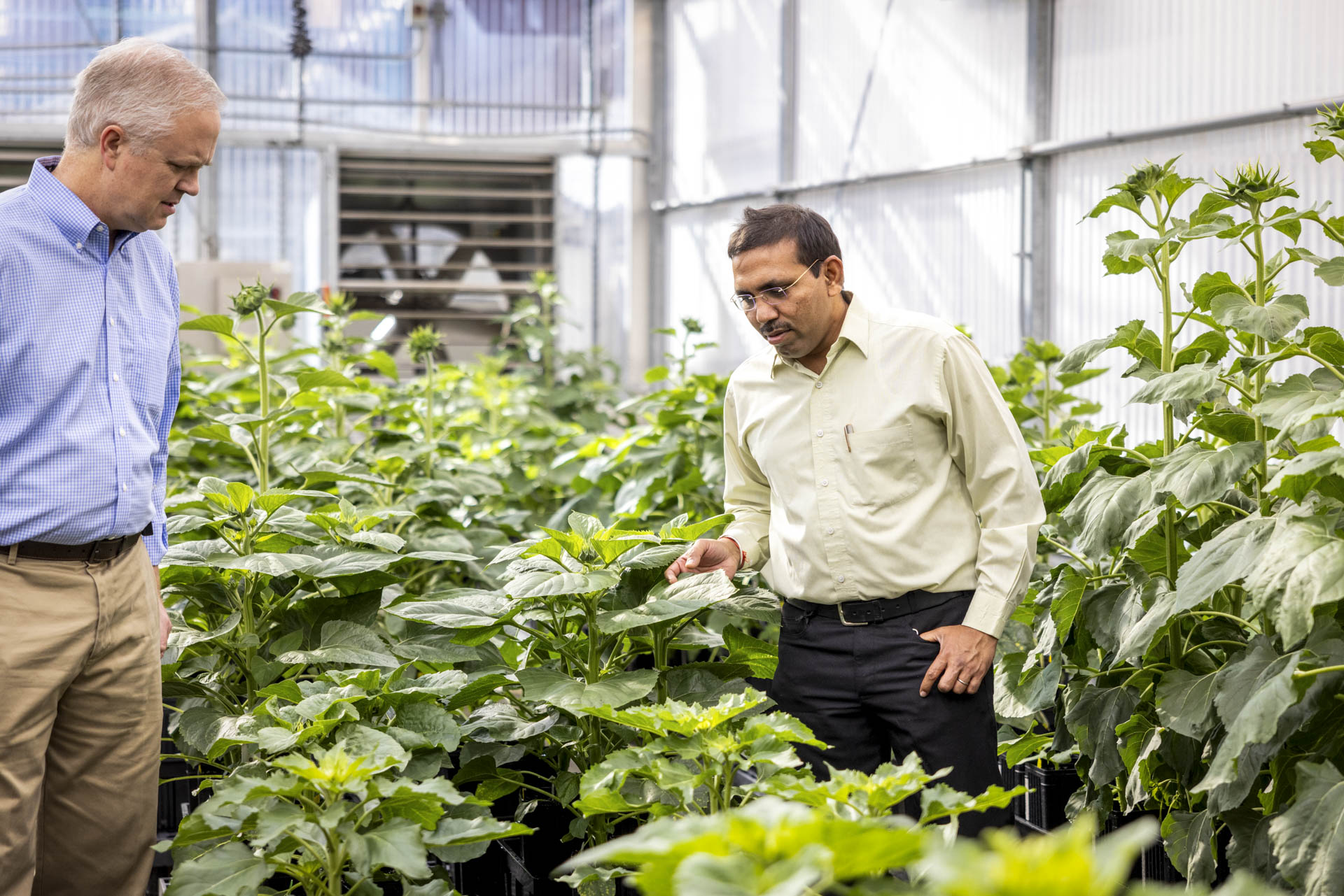 Image of St. Louisans involved in Plant Science